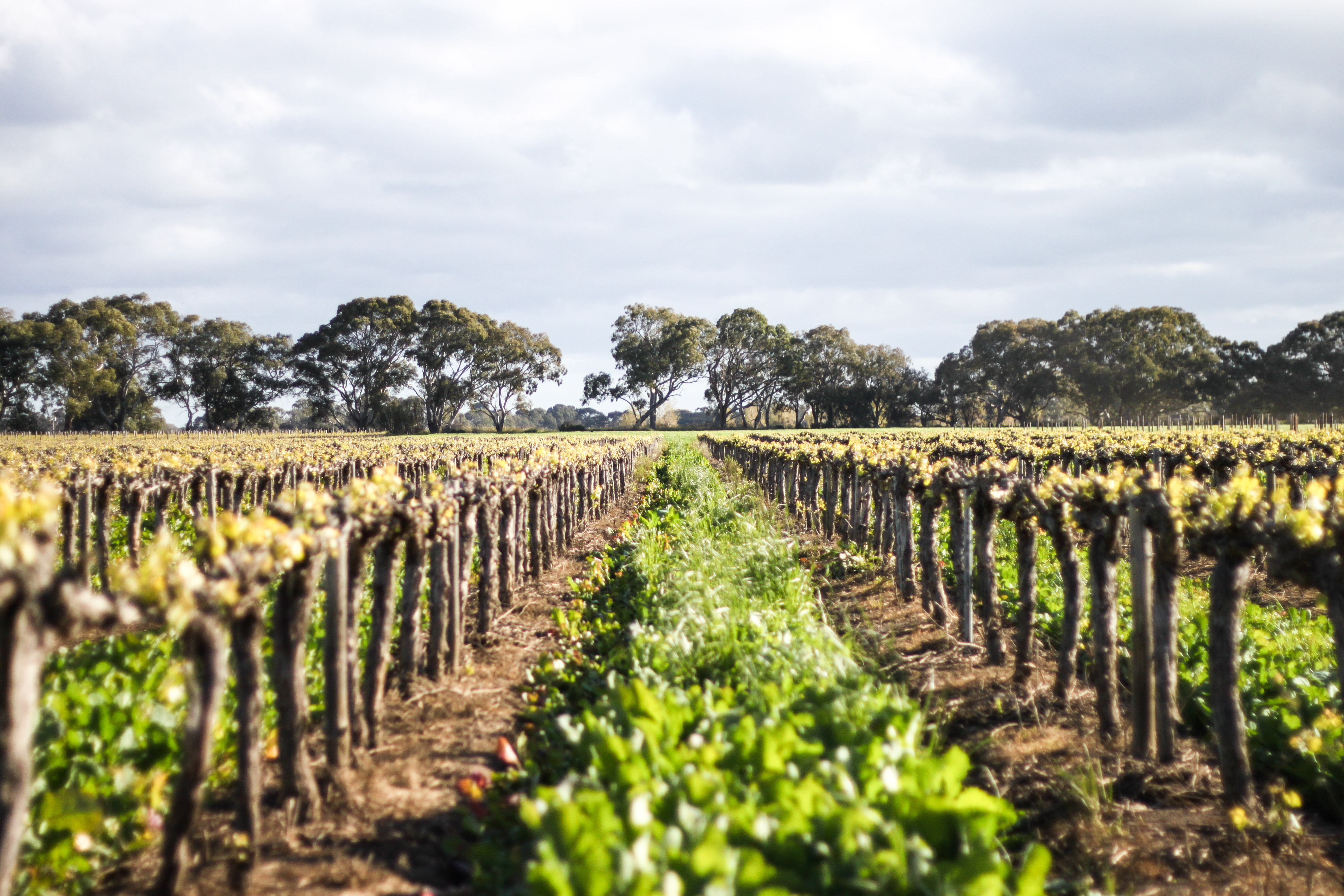 Bleasdale Vineyards